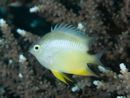 Ternate Damselfish