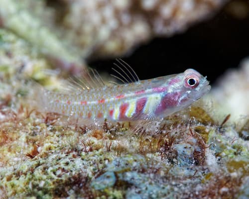 Terry's Pygmygoby