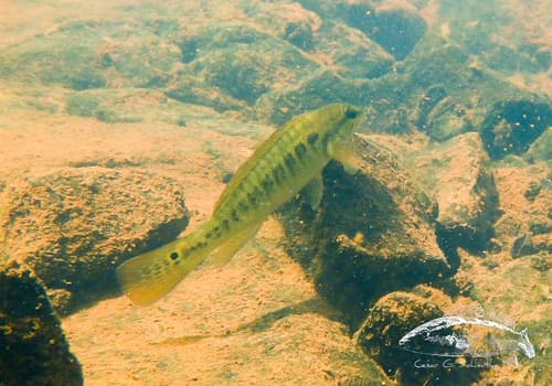 Tesay Biglip Pike Cichlid