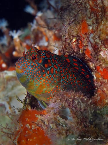 Tessellated Blenny