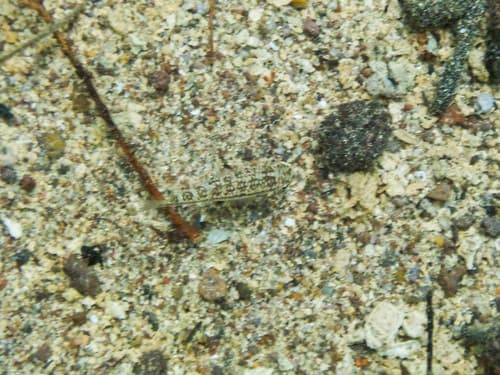 Tessellated Killifish