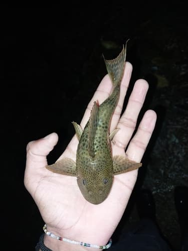 Common Pleco