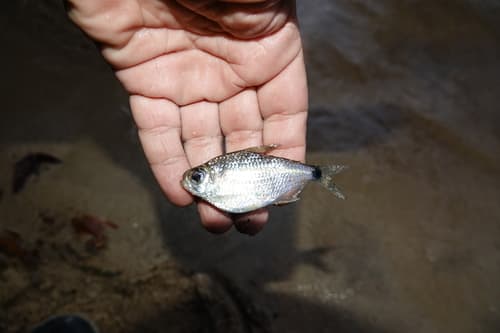 Tetragonopterus georgiae