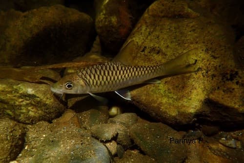 Thai Mahseer