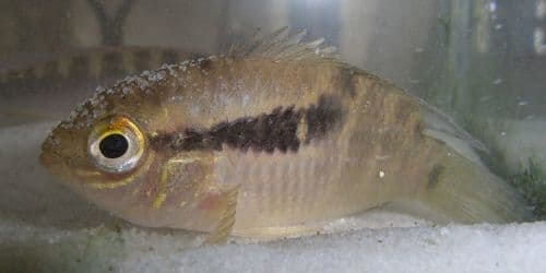 Thayeri Cichlid