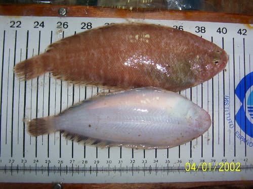 Thick-backed Sole