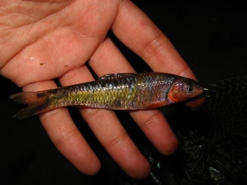 Thicklip Gudgeon