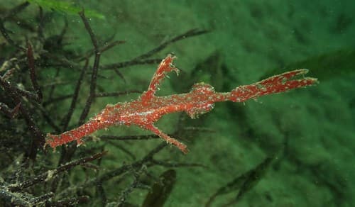 Thin Ghost Pipefish