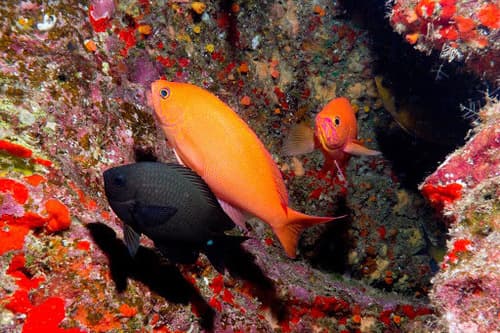 Thompson's Anthias