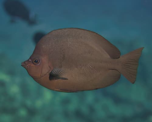 Thompson's Butterflyfish
