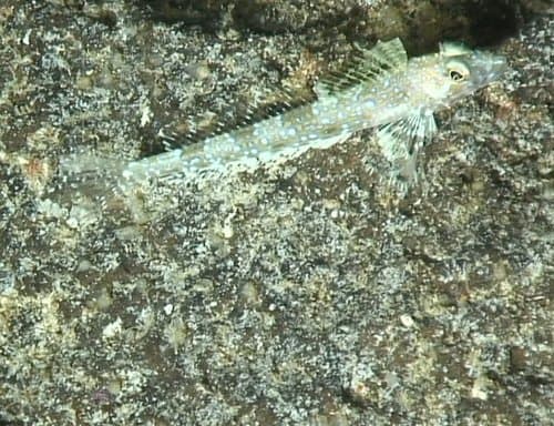 Thornback Sculpin