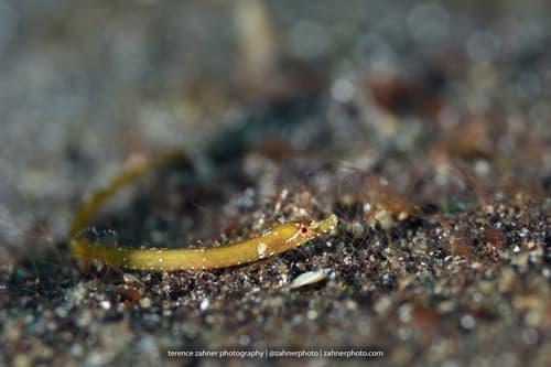 Thorntail Pipefish