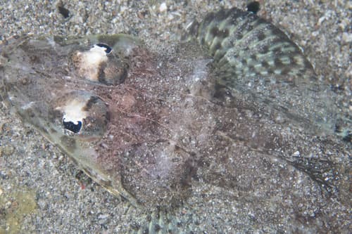 Thorny Flathead