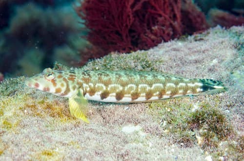 Thousand-spot Grubfish