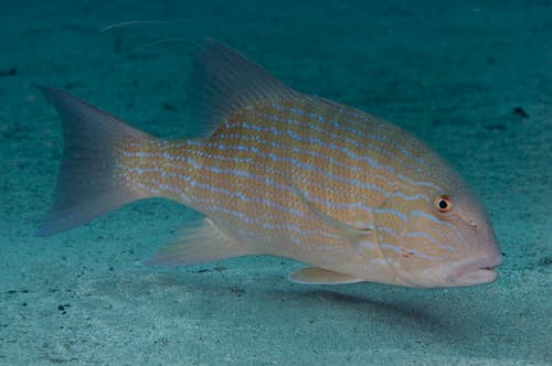 Thread-finned Sea Perch