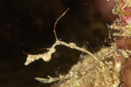 Thread Pipefish