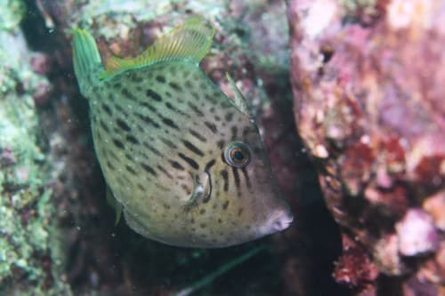 Thread-sail Filefish