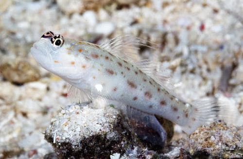 Thread Shrimpgoby