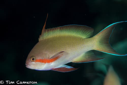 Threadfin Anthias