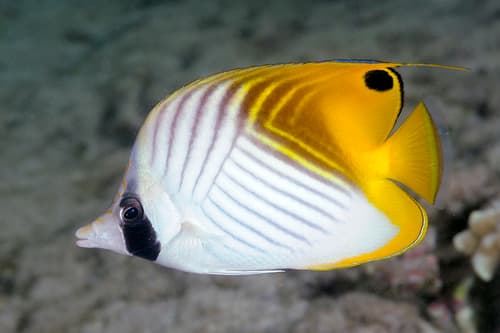 Threadfin Butterflyfish