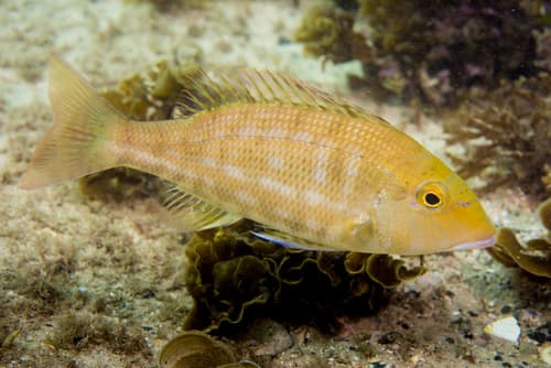 Threadfin Emperor