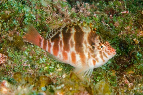 Threadfin Hawkfish