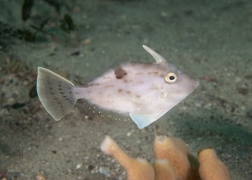 Threadfin Leatherjacket