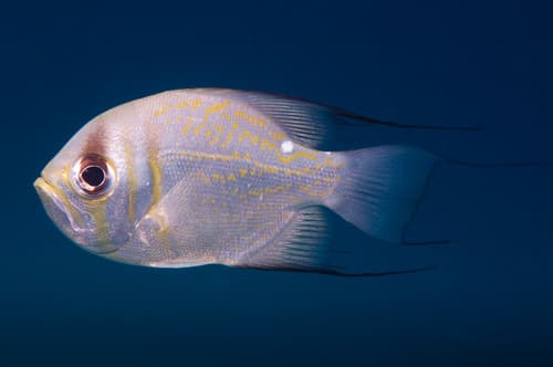Threadfin Pearl Perch
