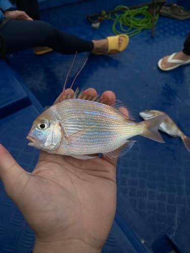 Threadfin Porgy