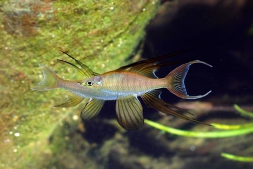 Threadfin Rainbowfish
