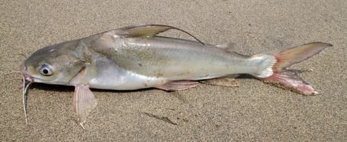 Threadfin Sea Catfish