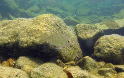 Threadfin Silverbiddy