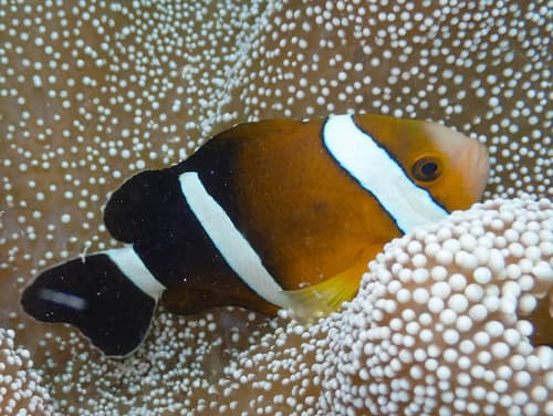 Three-band Anemonefish