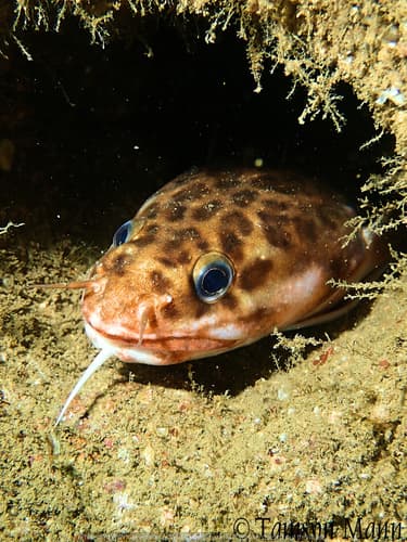 Three-bearded Rockling