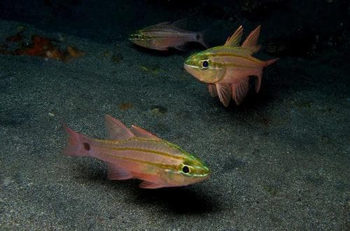 Three-line Cardinalfish