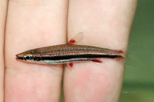 Three-lined Pencilfish