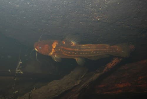 Three-lines Bagrid Fish