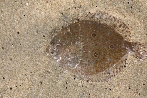 Three-ring Flounder