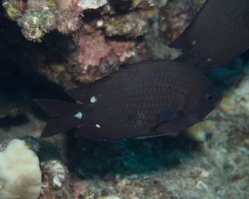 Three-spot Chromis