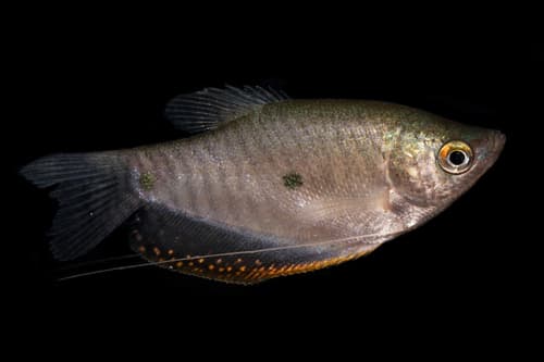 Three Spot Gourami