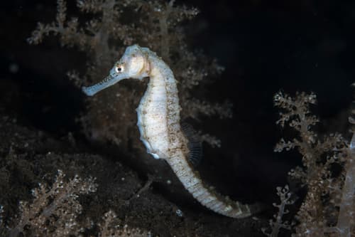 Three-spot Seahorse