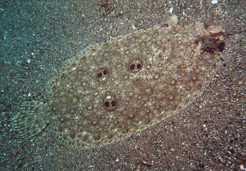 Three Twinspot Flounder