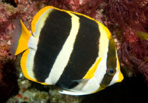 Threeband Butterflyfish
