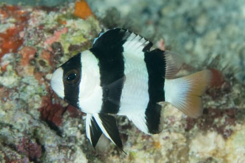 Threeband Demoiselle