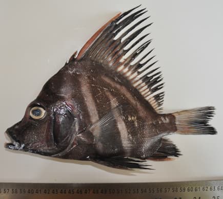 Threebar Boarfish