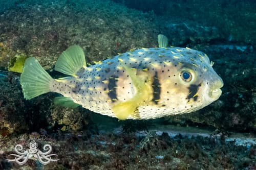 Threebar Porcupinefish