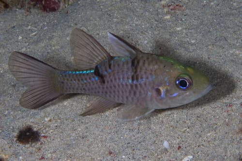 Threespot Cardinalfish