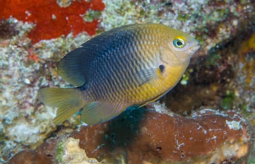 Threespot Damselfish