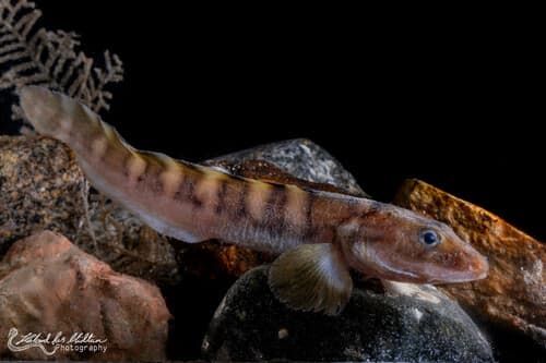 Threespot Eelpout