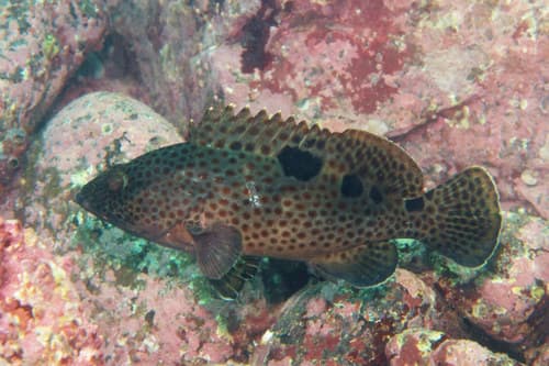 Threespot Grouper